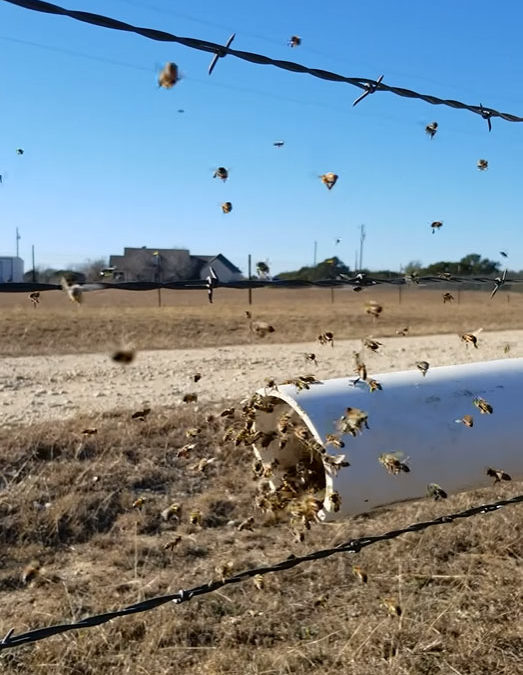 bees feeding