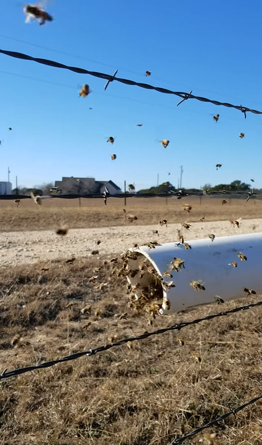 bees feeding