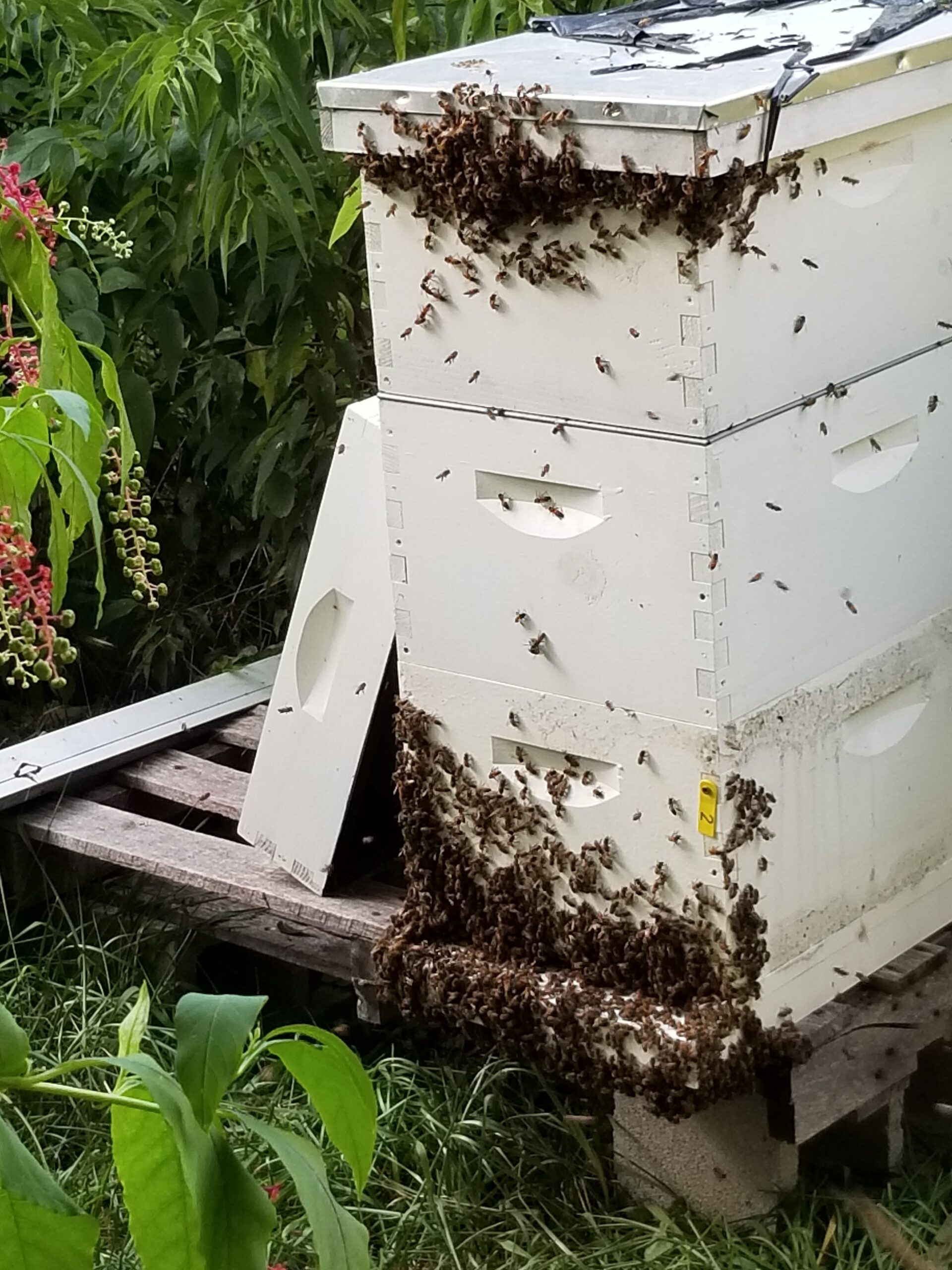 three hives on a palette